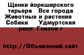 Щенки йоркширского терьера - Все города Животные и растения » Собаки   . Удмуртская респ.,Глазов г.